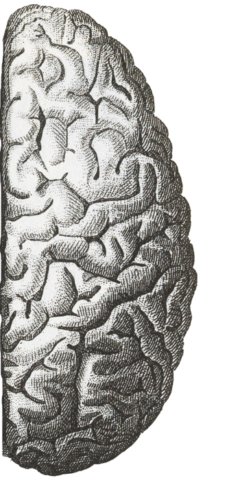 right side of the brain